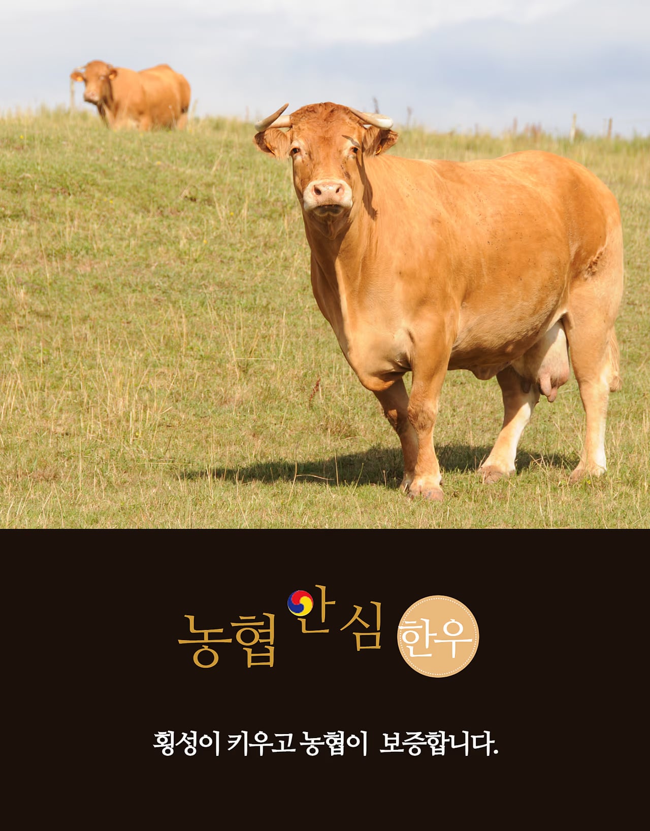 한우 선물세트 패키지 컷 - 포장 상태 정면